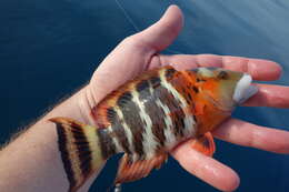 Image of Banded maori wrasse