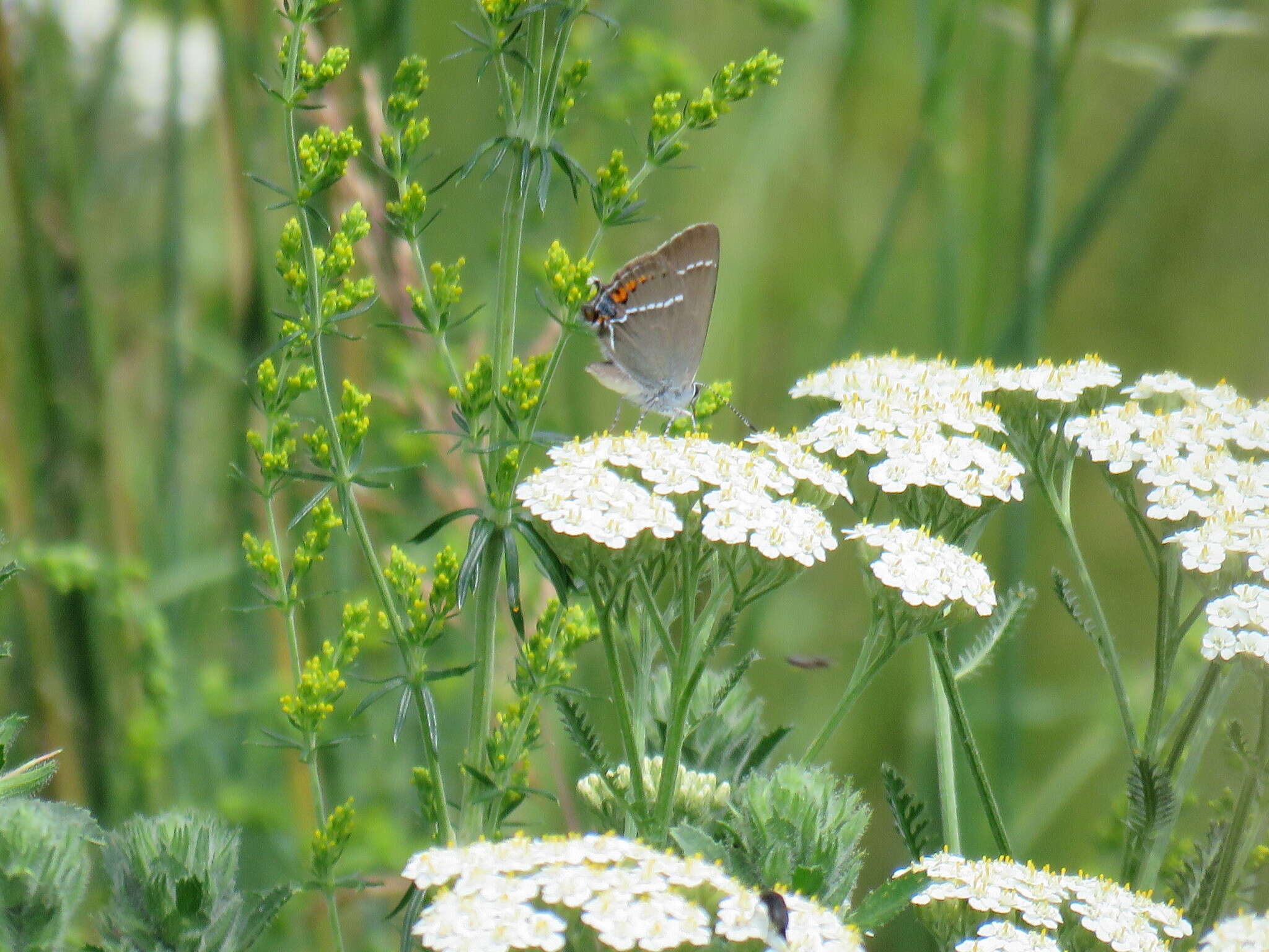 Satyrium spini (Denis & Schiffermüller 1775) resmi