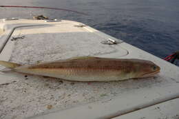 Image of Diamond Lizardfish