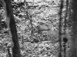 Image of Brooke's duiker