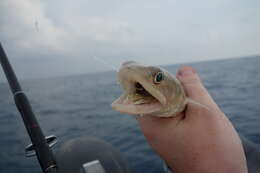 Image of Diamond Lizardfish