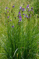 Image of German Iris