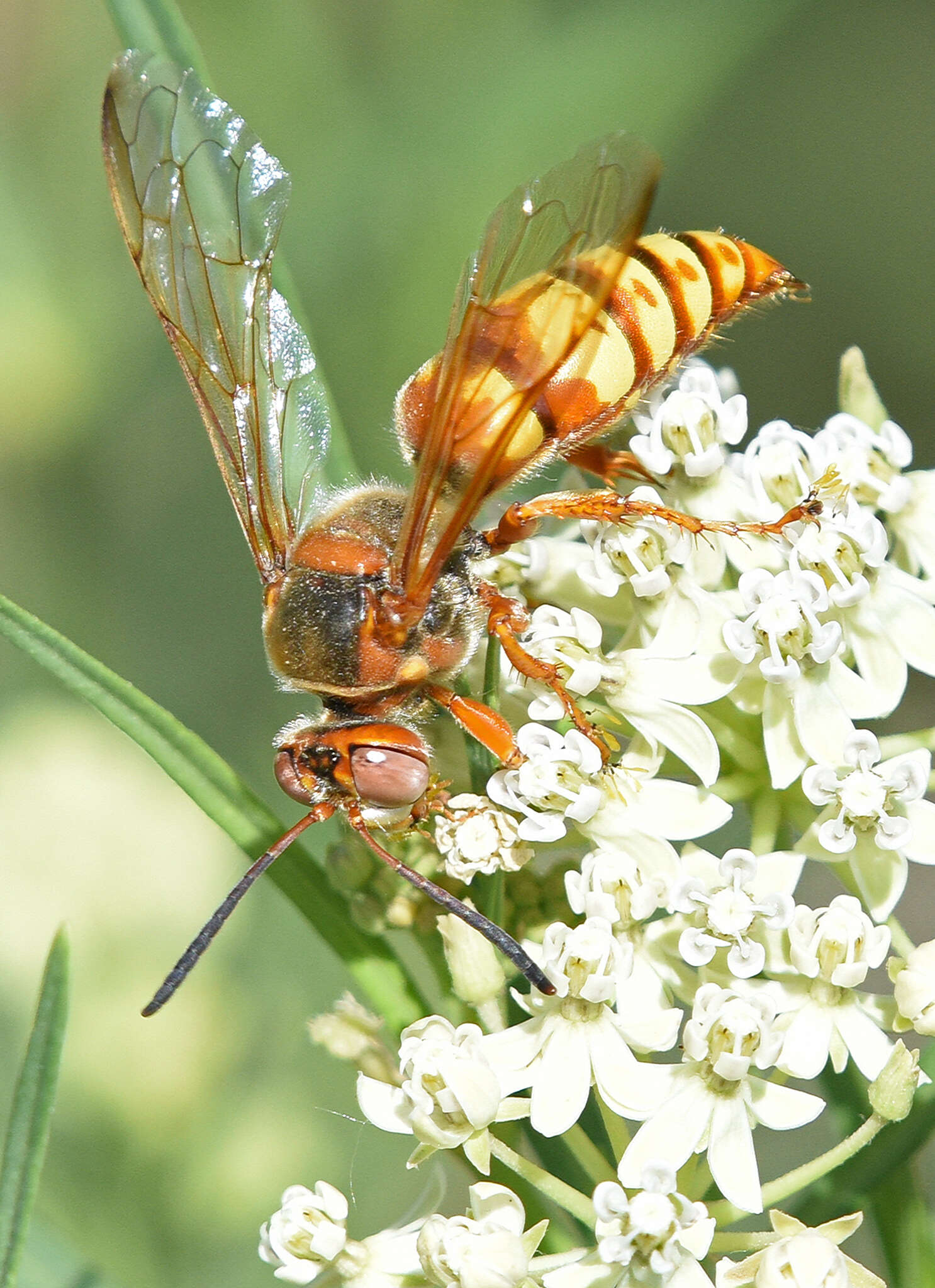 Image de Sphecius grandis (Say 1823)