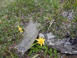 Image of Arnica griscomii Fern.