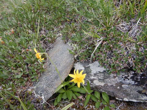 Image of Arnica griscomii Fern.