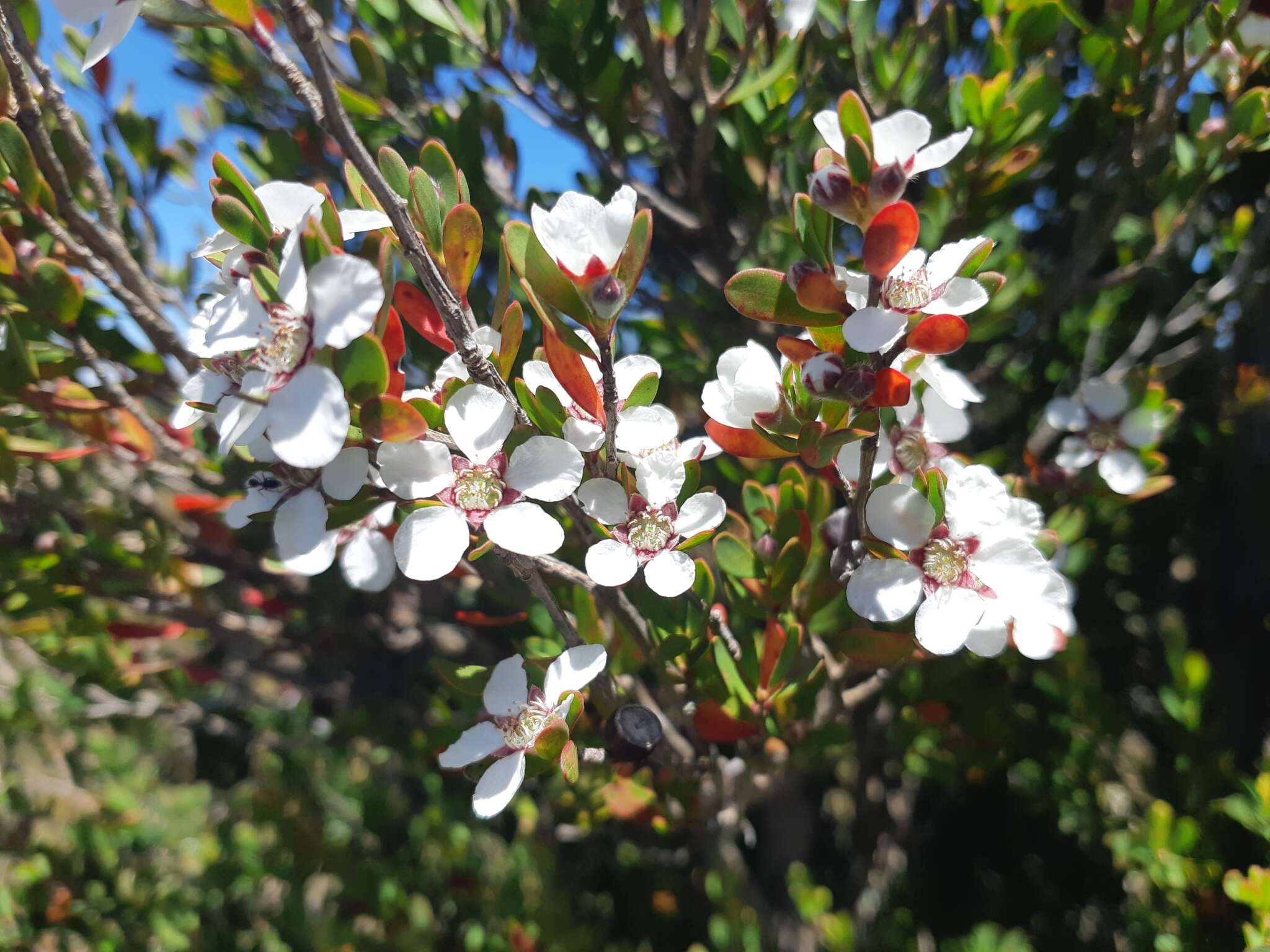 Sivun Leptospermum glaucescens S. Schauer kuva