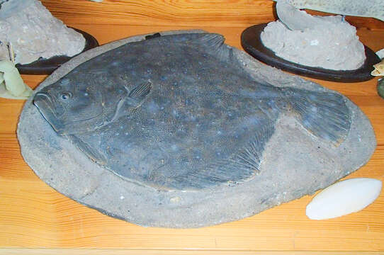 Image of turbot