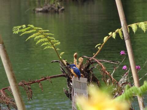 Image of Alcedo atthis hispidoides Lesson & R 1837