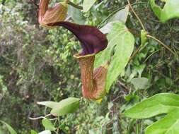 Image of Aristolochia macroura Gomez