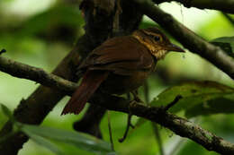 Image of Buff-throated Foliage-gleaner