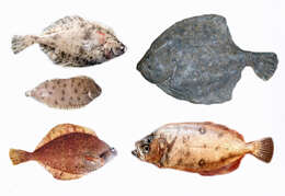 Image of Starry flounders