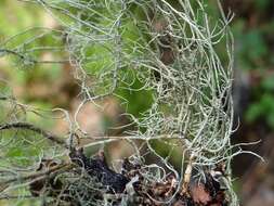 Image of Beard lichen