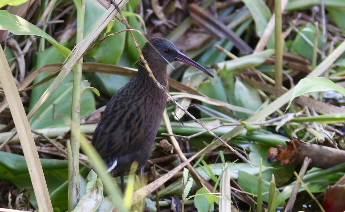 Plancia ëd Rallus madagascariensis Verreaux & J 1833