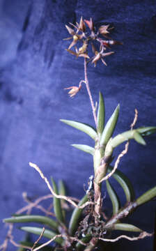 Image de Epidendrum microphyllum Lindl.