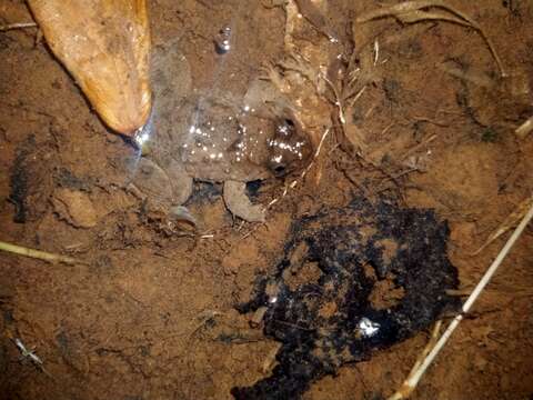 Image of Sumatran Puddle Frog