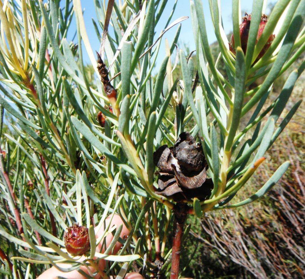 Image of Leucadendron meyerianum H. Buek ex Meissn.