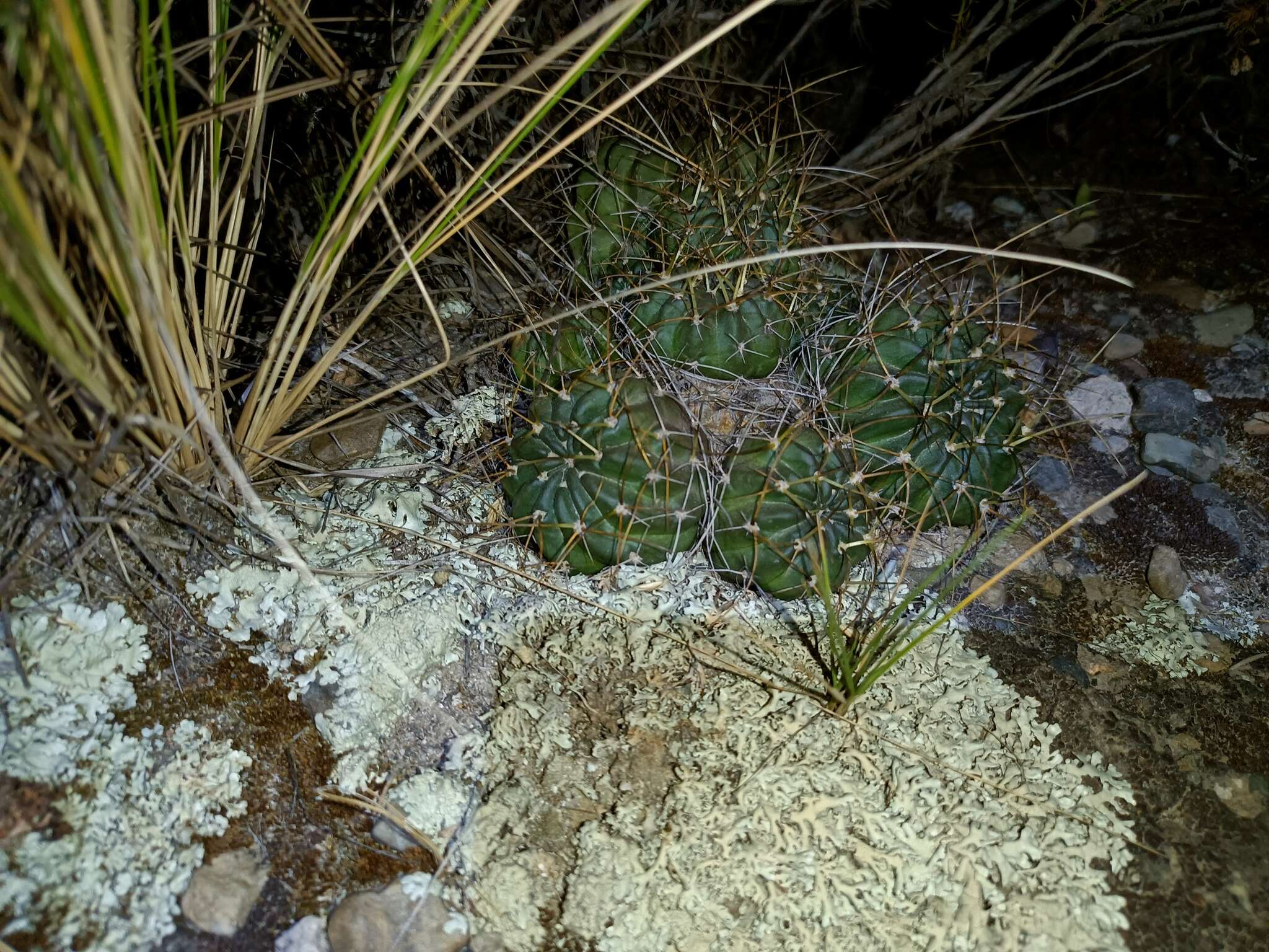 Echinopsis backebergii Werderm. resmi