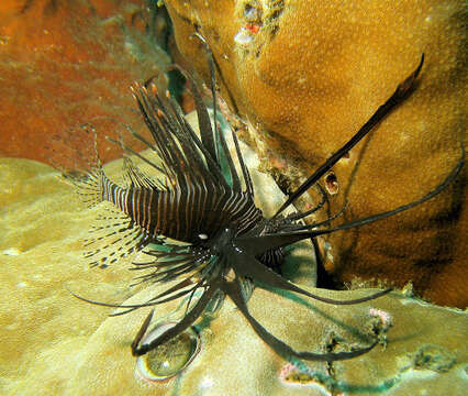 Image of Common lionfish