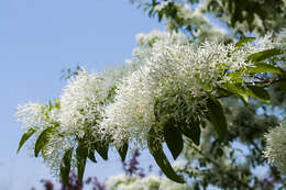 Image of Chinese Fringetree