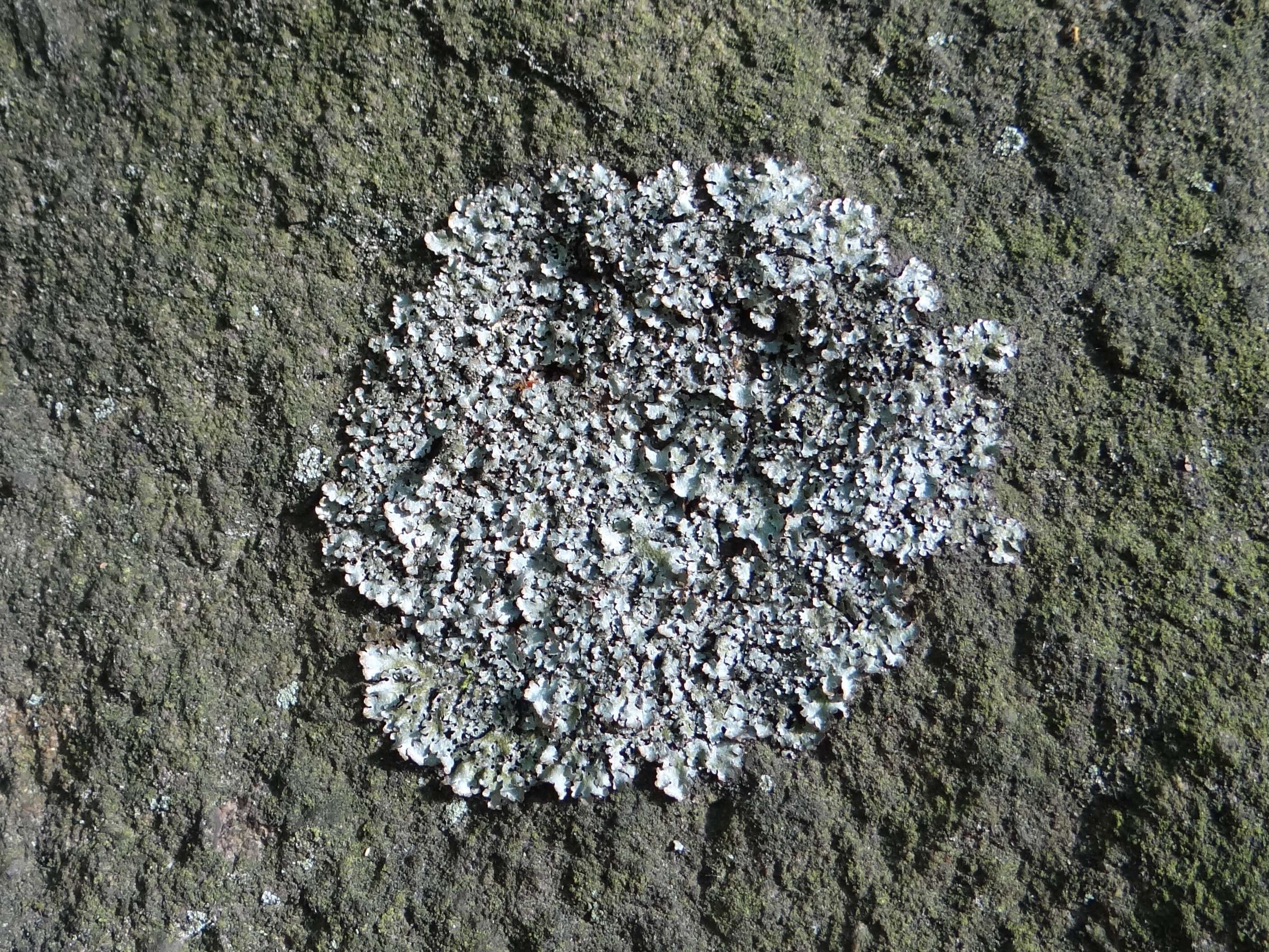 Image of shield lichen