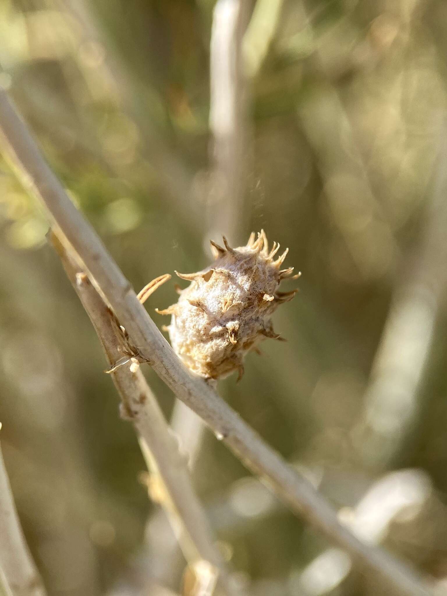 Image of Rhopalomyia utahensis Felt 1916