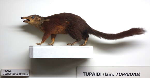 Image of treeshrews