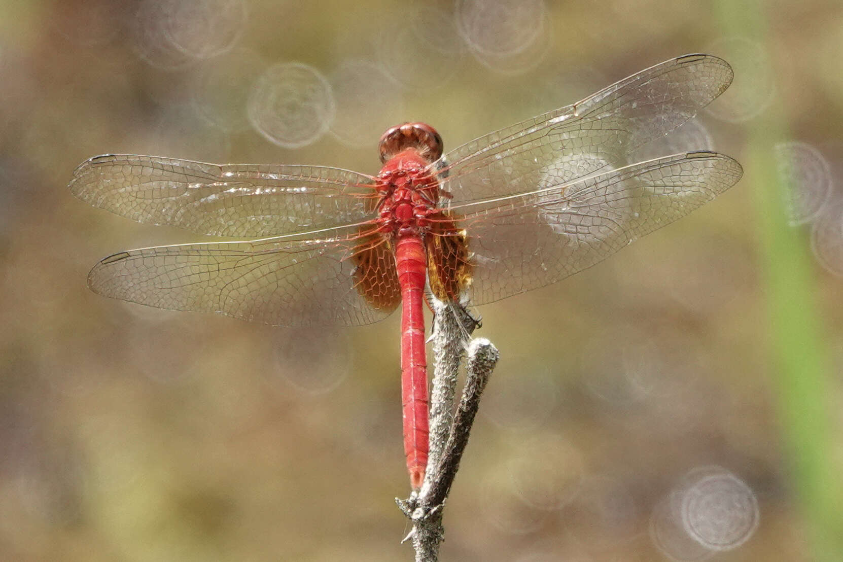 Image of Erythemis carmelita Williamson 1923