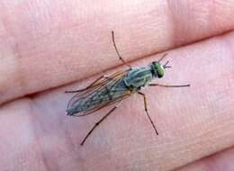 Image of Stiletto fly