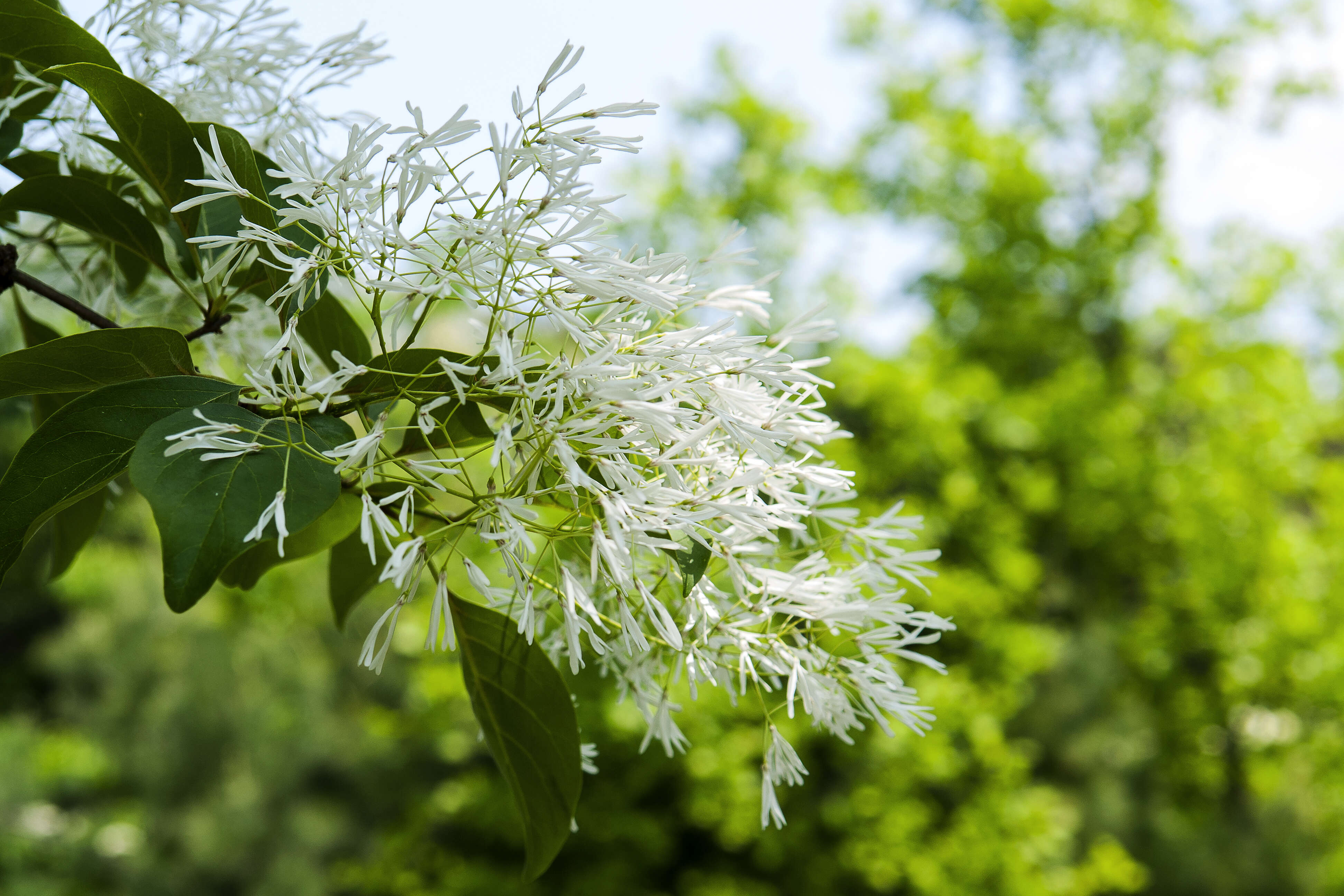 Image of Chinese Fringetree