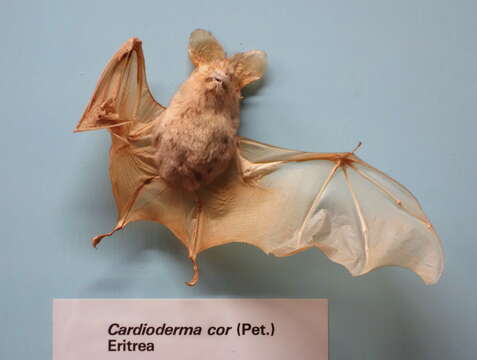 Image of Heart-nosed bat