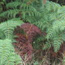 Image of Pteridium esculentum (G. Forst.) Nakai