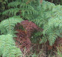 Image of Pteridium esculentum (G. Forst.) Nakai