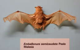 Image of Pacific Sheath-tailed Bat