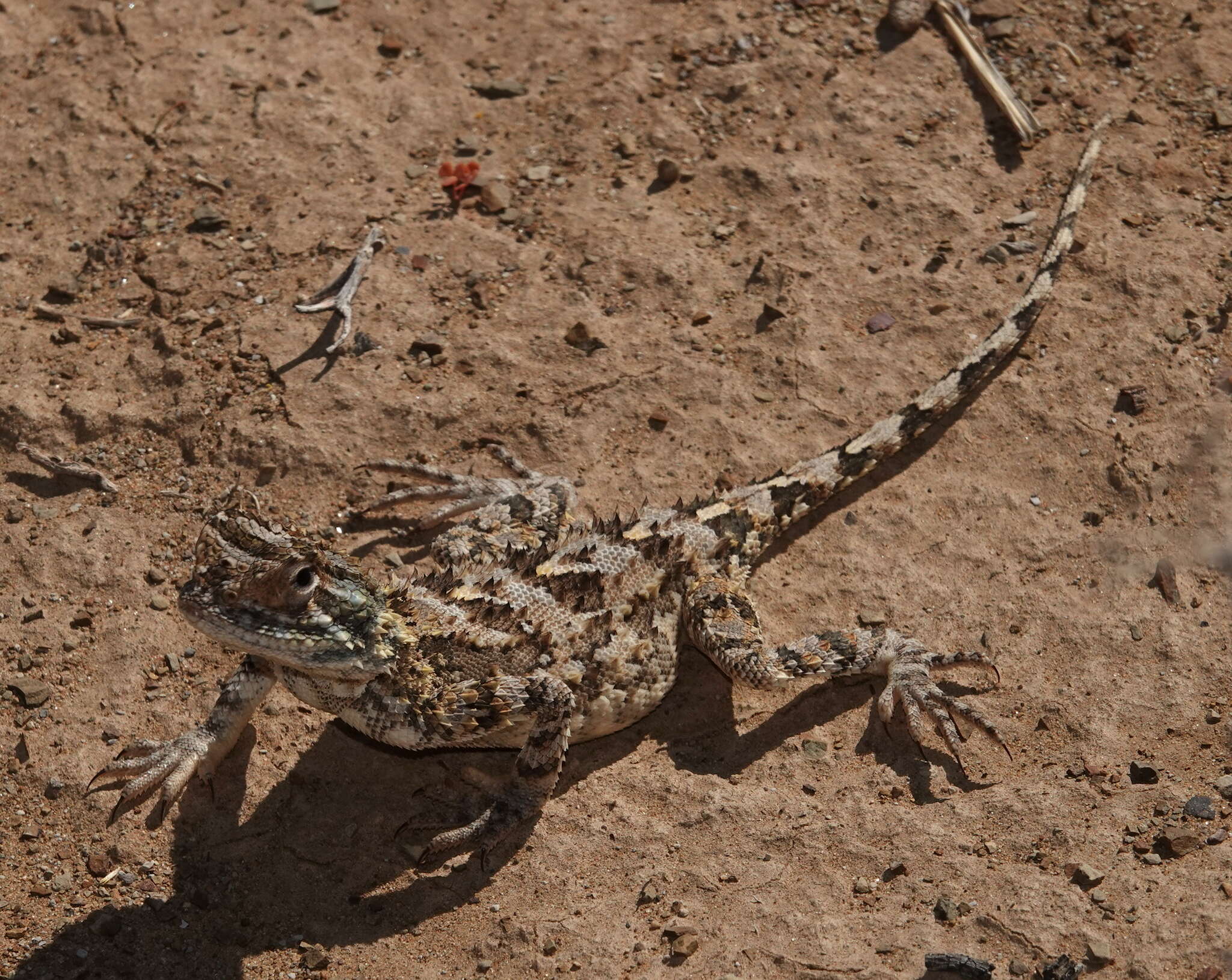 Image of Common Spiny Agama