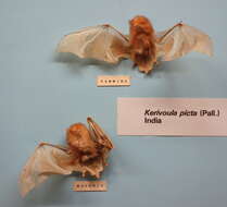 Image of Vesper bats.