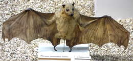 Image of Old World fruit bats