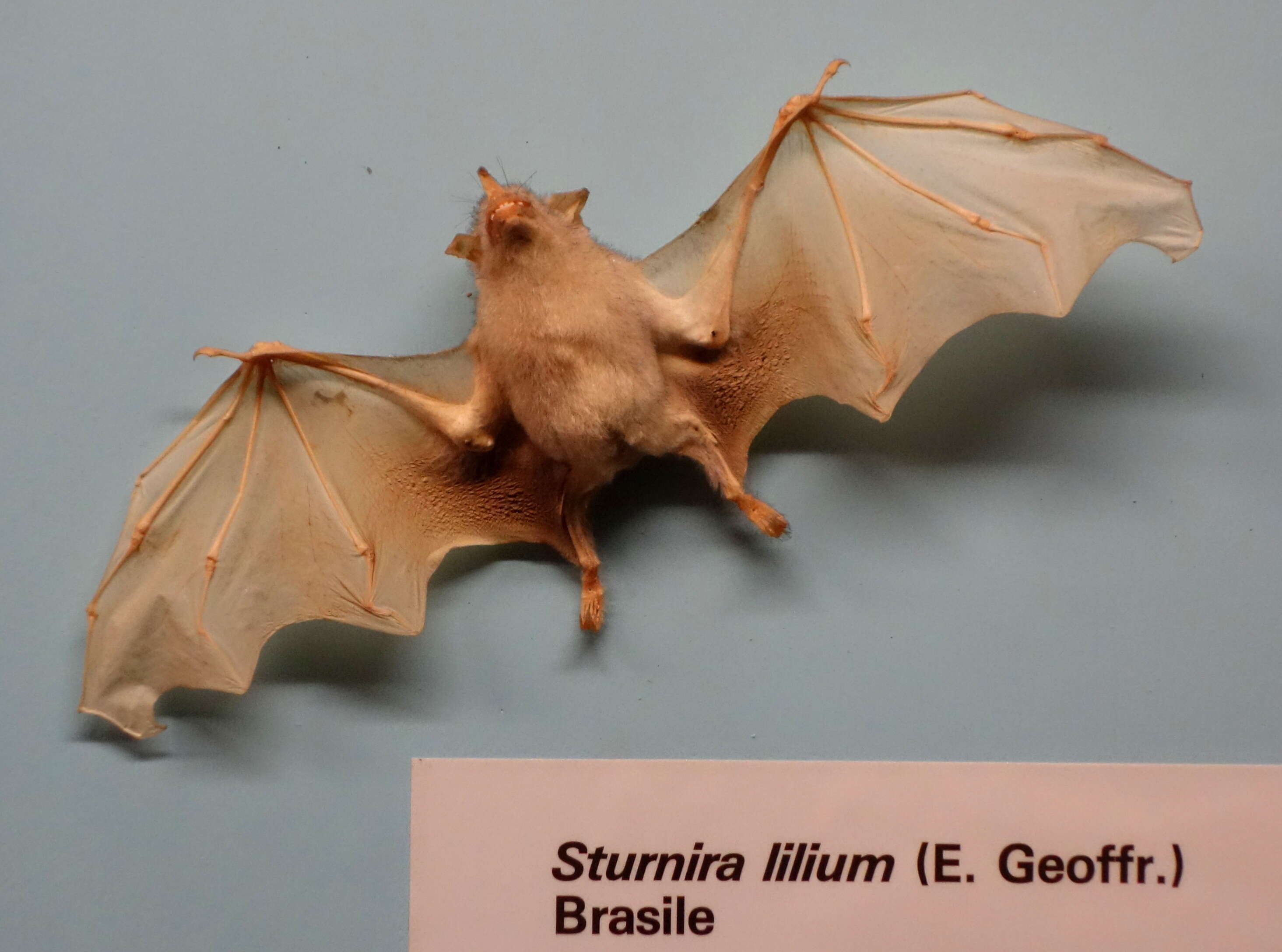 Image of Little Yellow-shouldered Bat