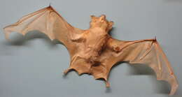 Image of Long-winged Tomb Bat