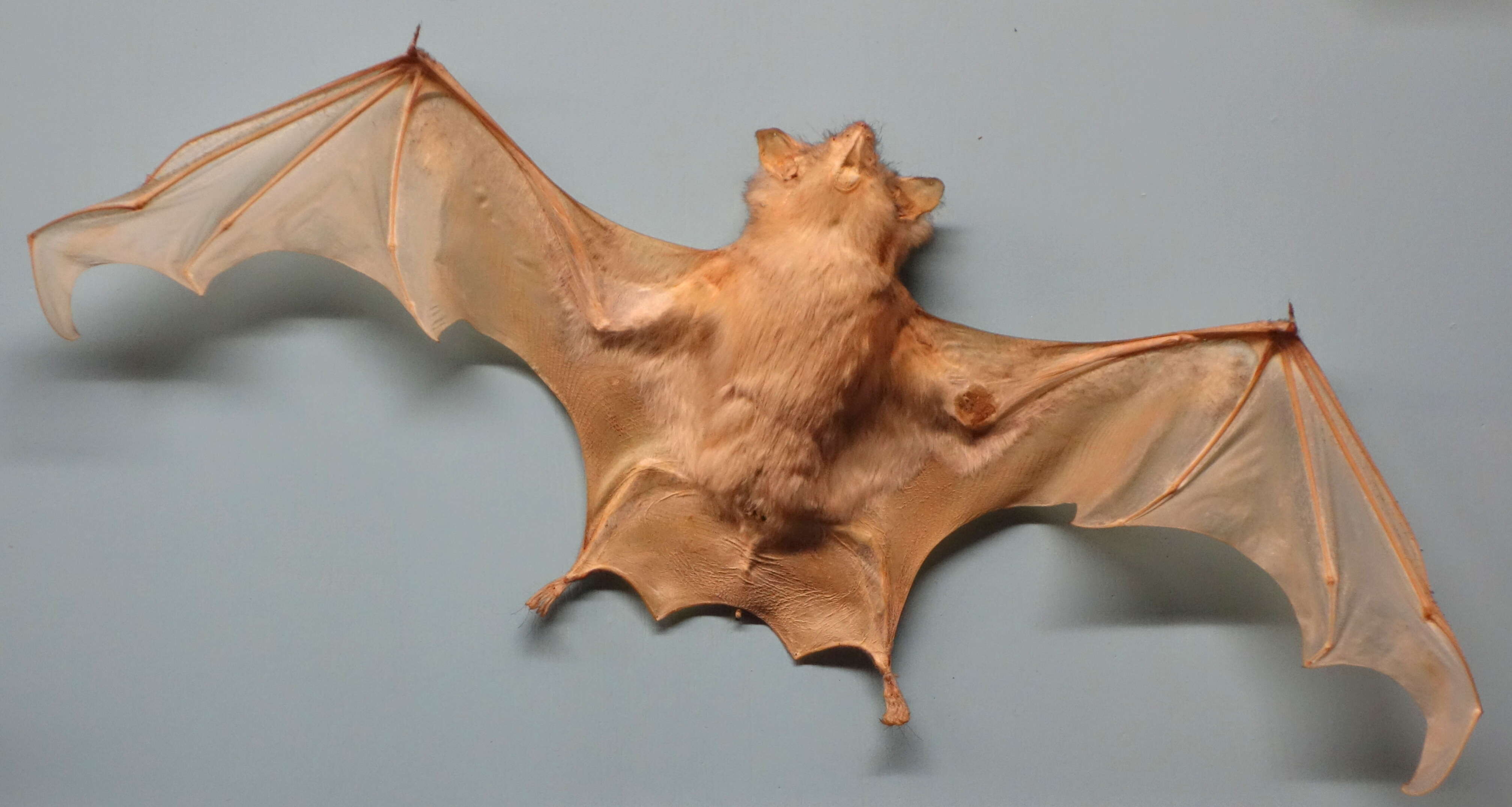 Image of Long-winged Tomb Bat