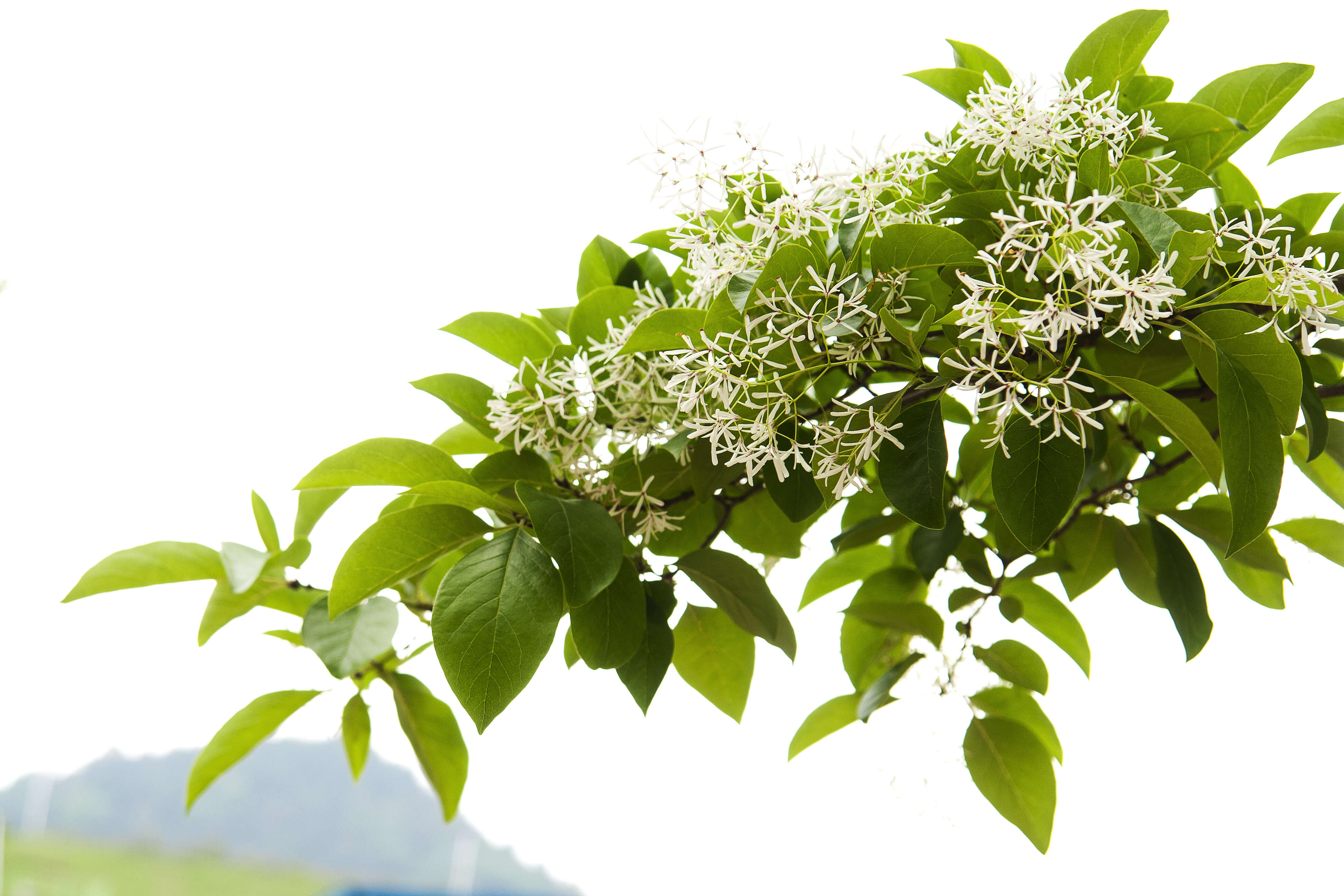 Image of Chinese Fringetree