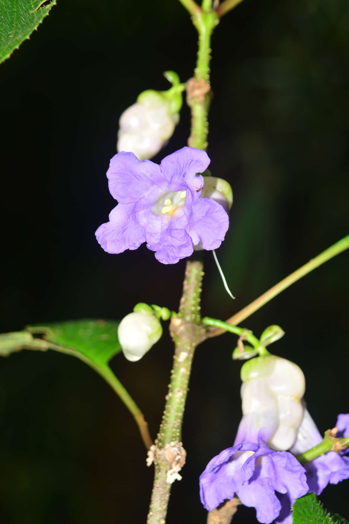 Imagem de Strobilanthes heyneanus Nees