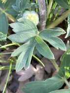 Image of Thompson's waterleaf