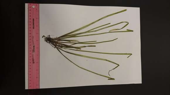 Image of American eelgrass