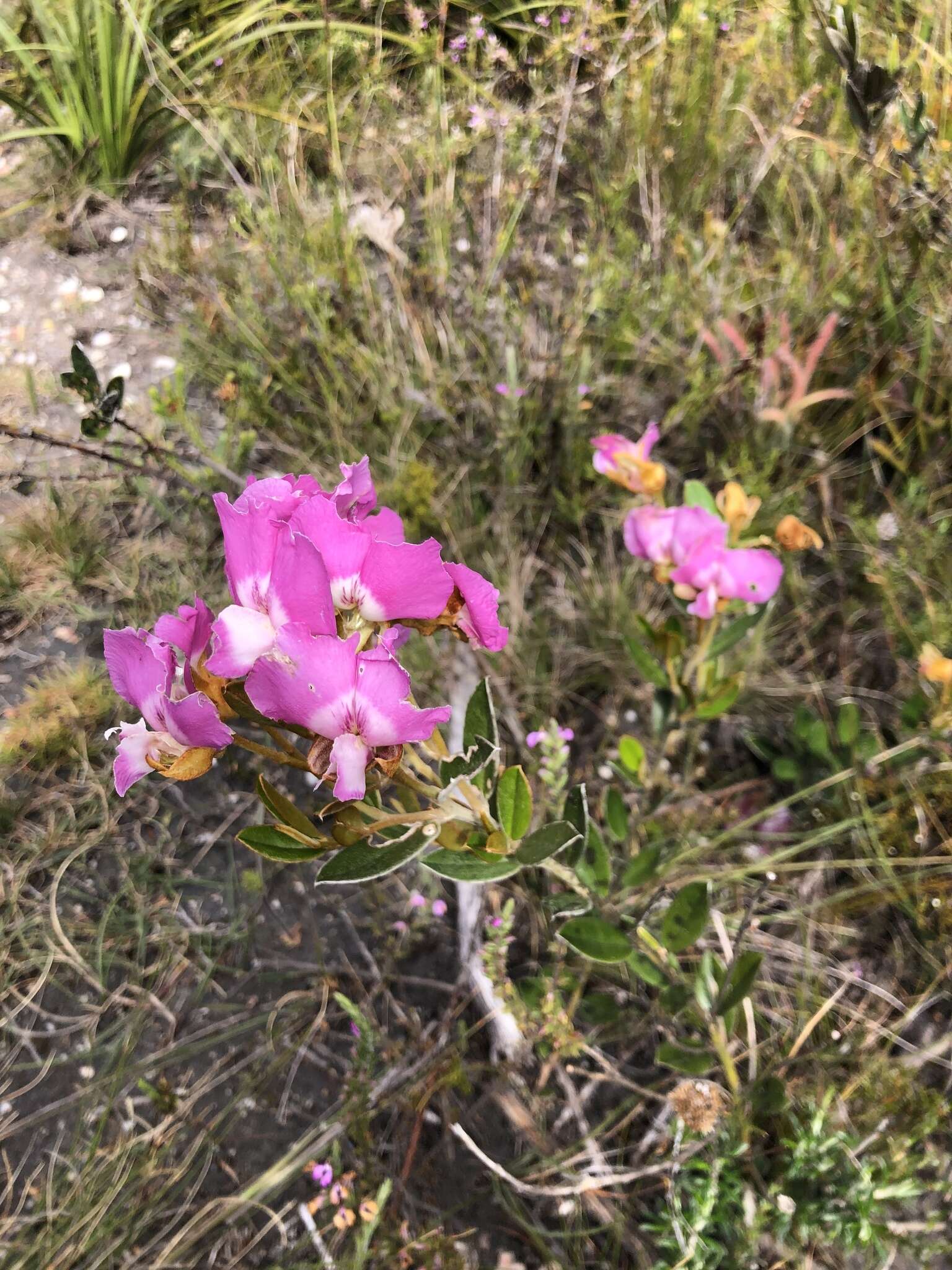 Plancia ëd Podalyria biflora (Retz.) Lam.