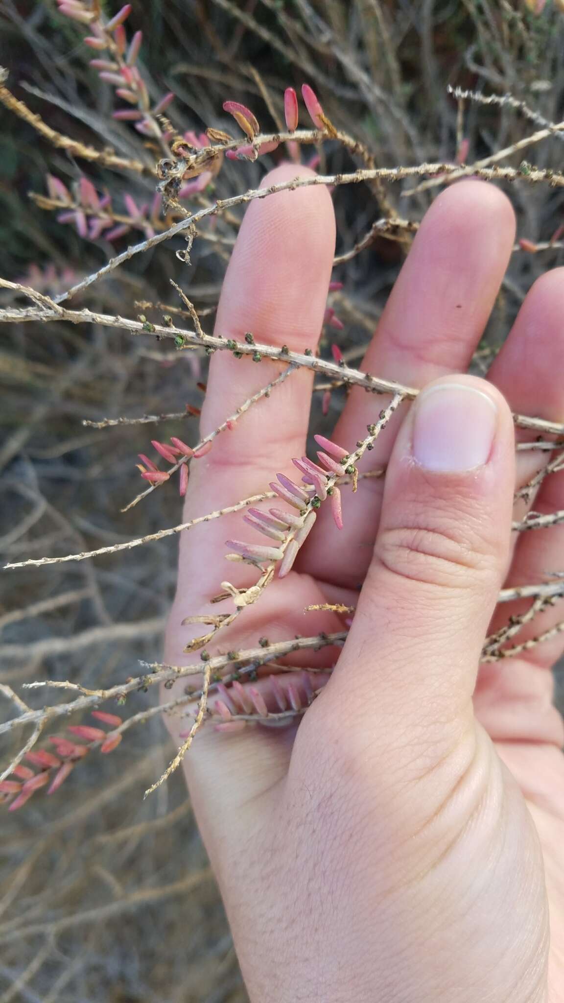 Image of alkali seepweed