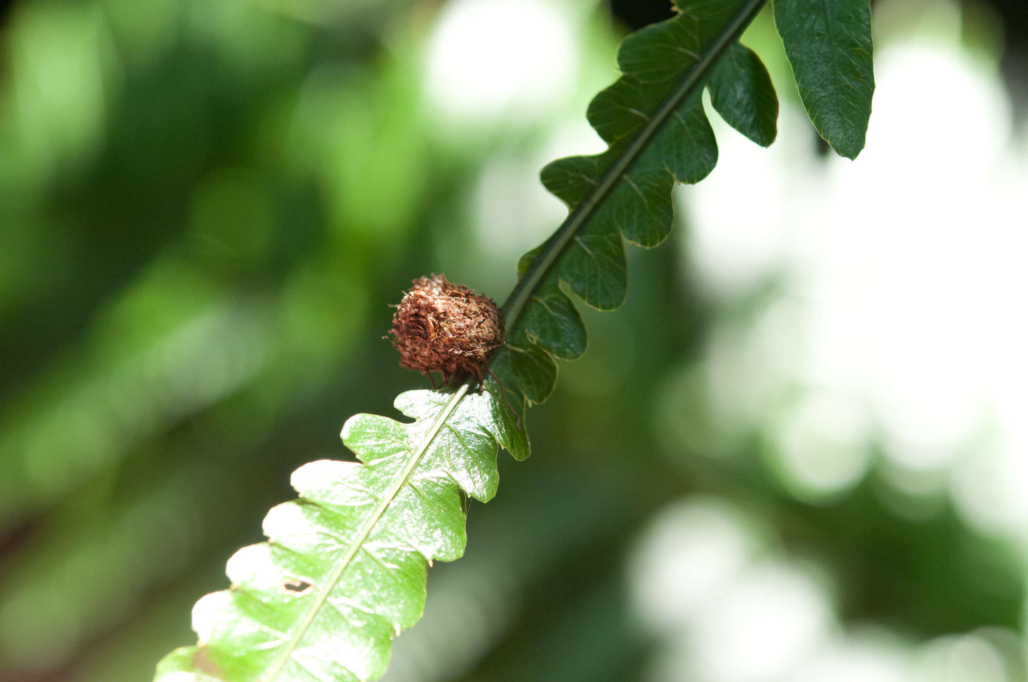 Plancia ëd Bolbitis angustipinna (Hayata) Itô