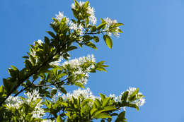 Image of Chinese Fringetree