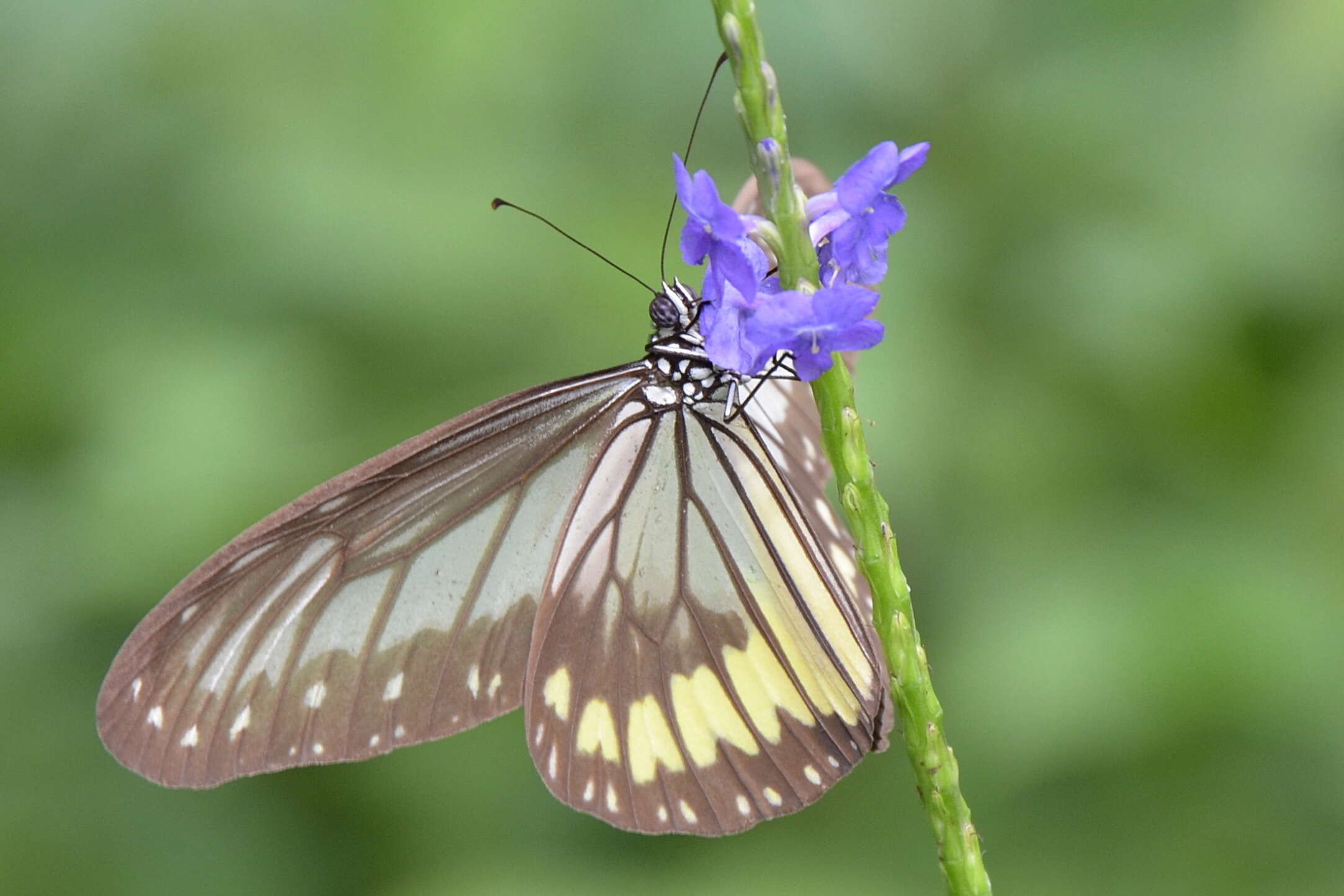 صورة Ideopsis vitrea Blanchard 1853