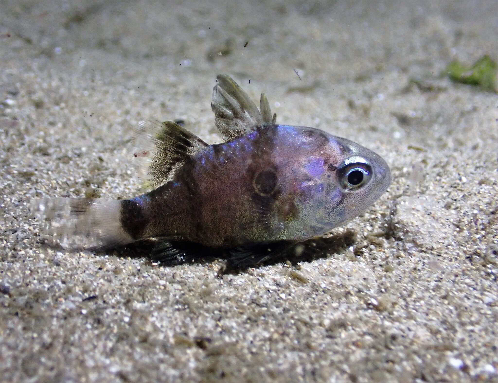 Image of Bulls-eye cardinalfish