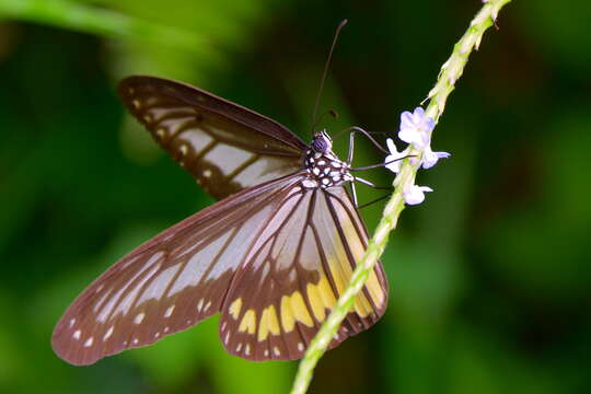 صورة Ideopsis vitrea Blanchard 1853